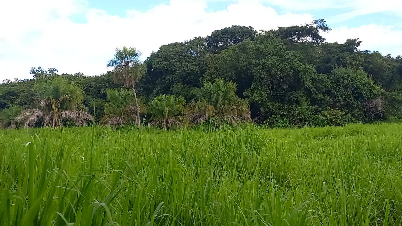 Terreno, 290 m² - Foto 6