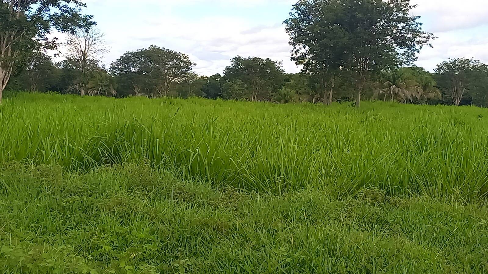 Terreno, 290 m² - Foto 5