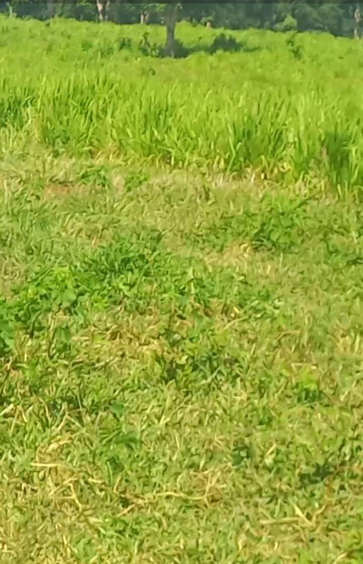 Terreno, 290 m² - Foto 18