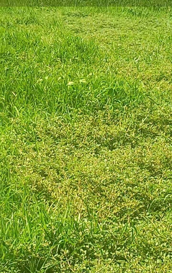 Terreno, 290 m² - Foto 22