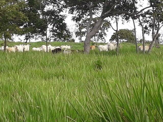 #431 - Chácara para Venda em Várzea Grande - MT - 3